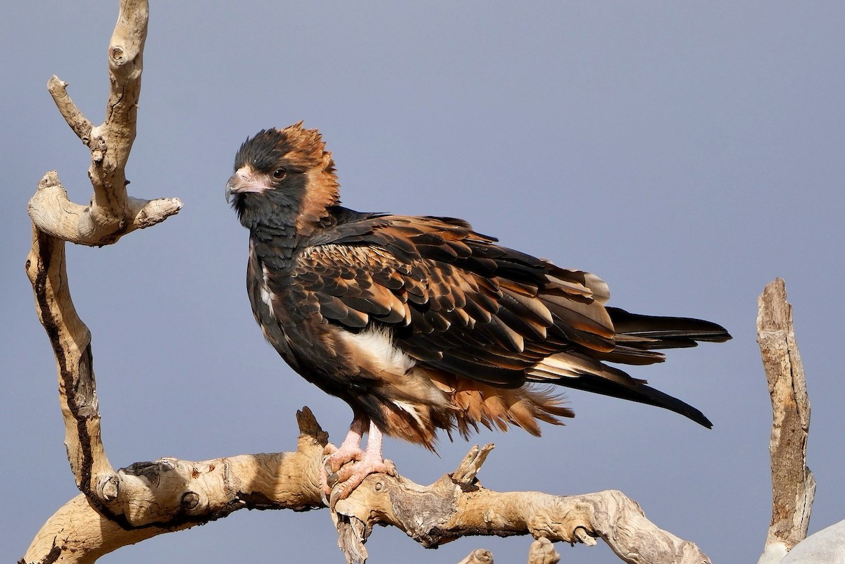 Black-breasted Kite - ML620632481