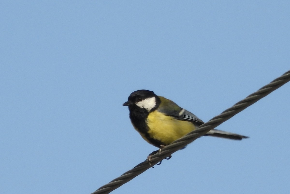 Mésange charbonnière - ML620632483