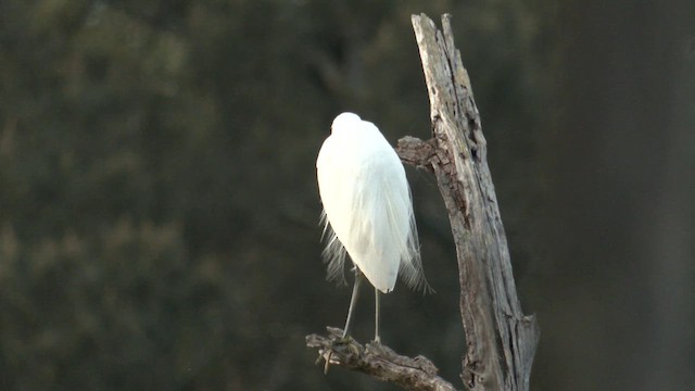 小白鷺 - ML620632484