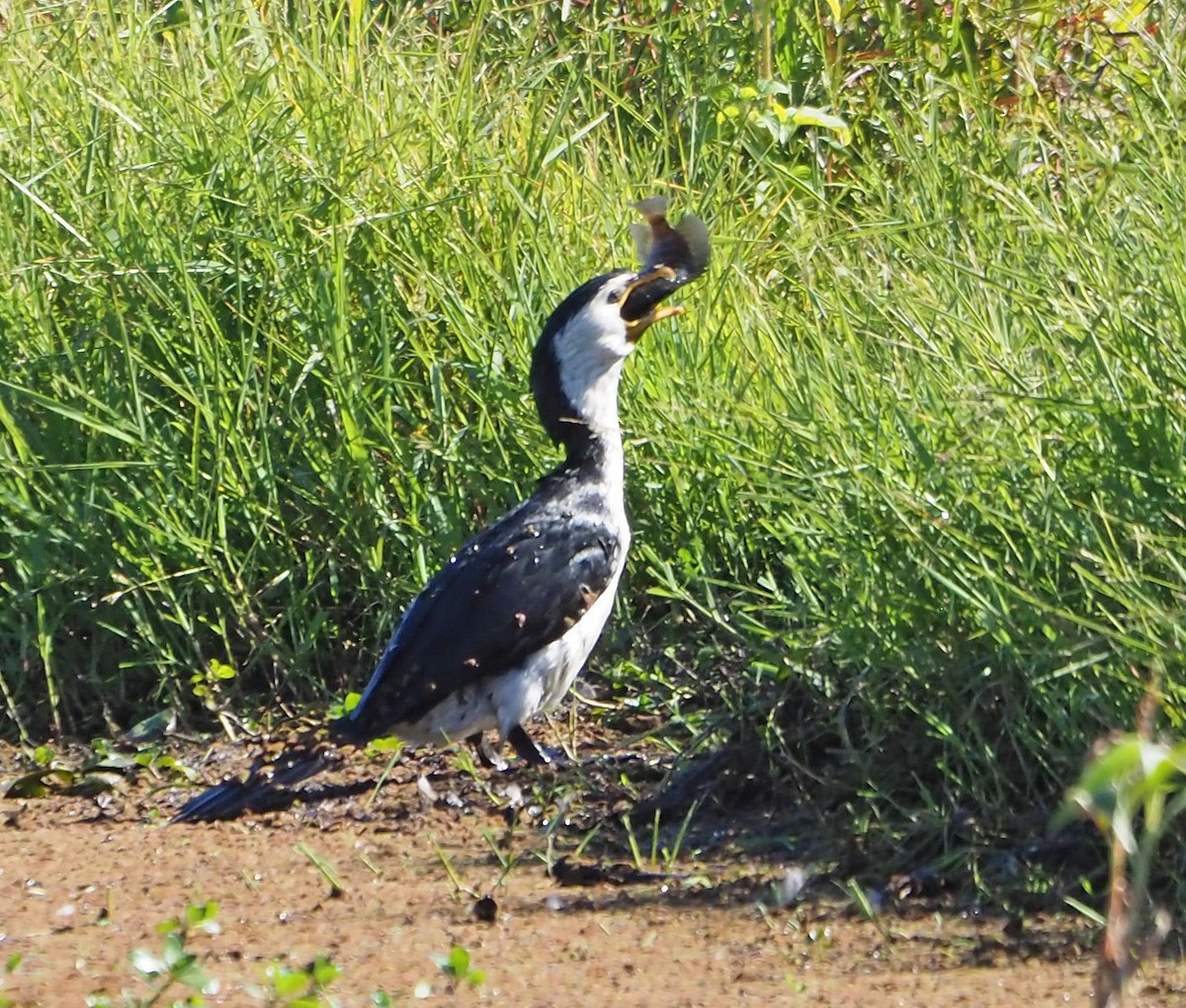 Little Pied Cormorant - ML620632485