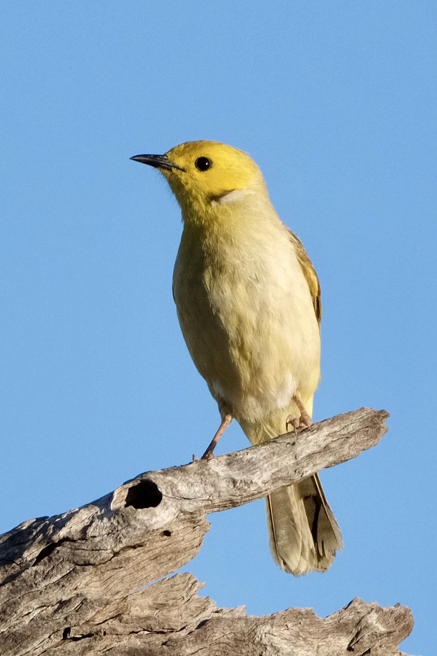 White-plumed Honeyeater - ML620632488