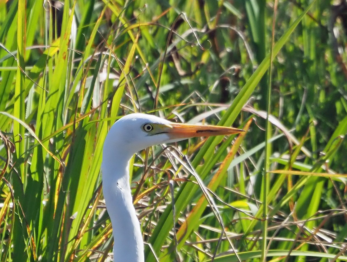 Plumed Egret - ML620632489