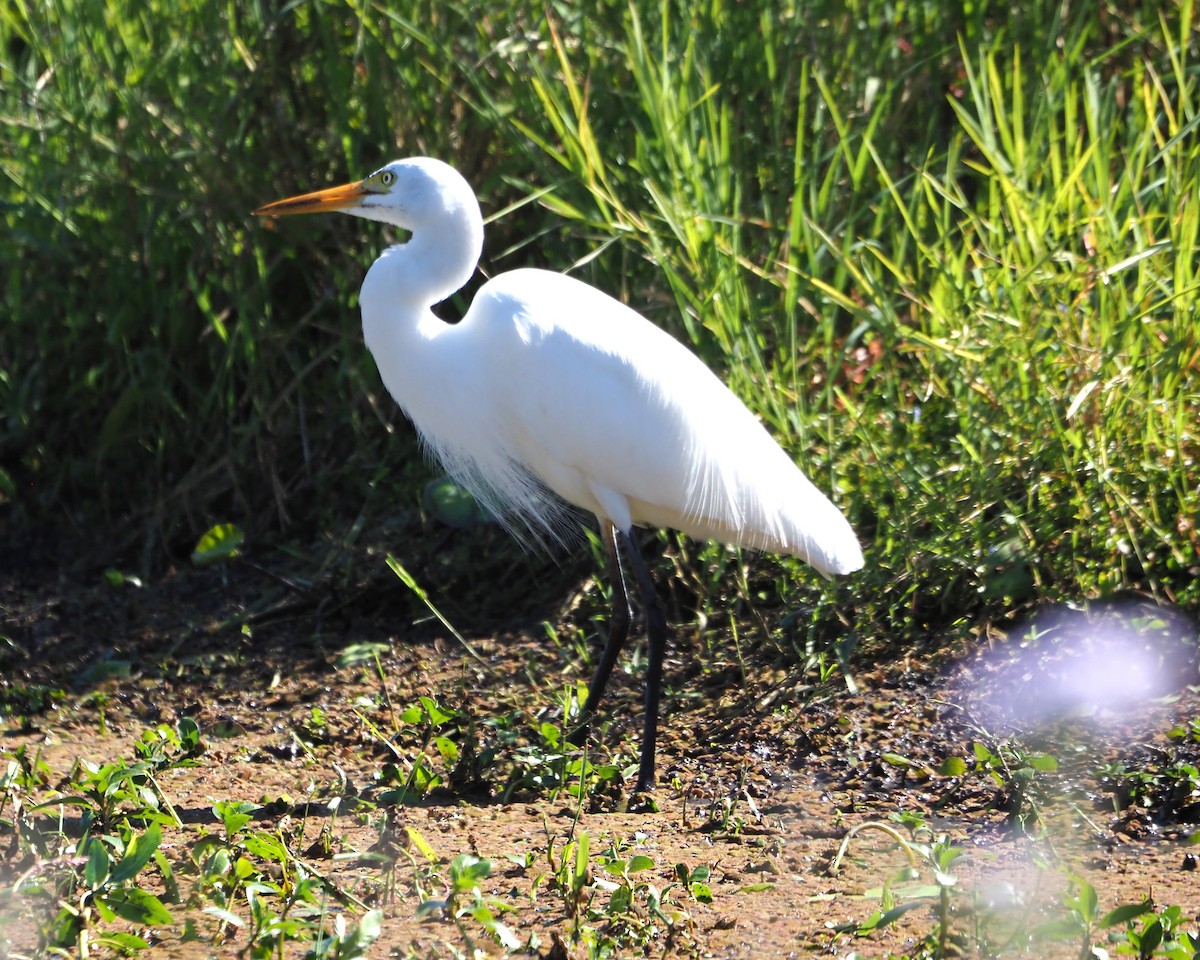 Plumed Egret - ML620632490