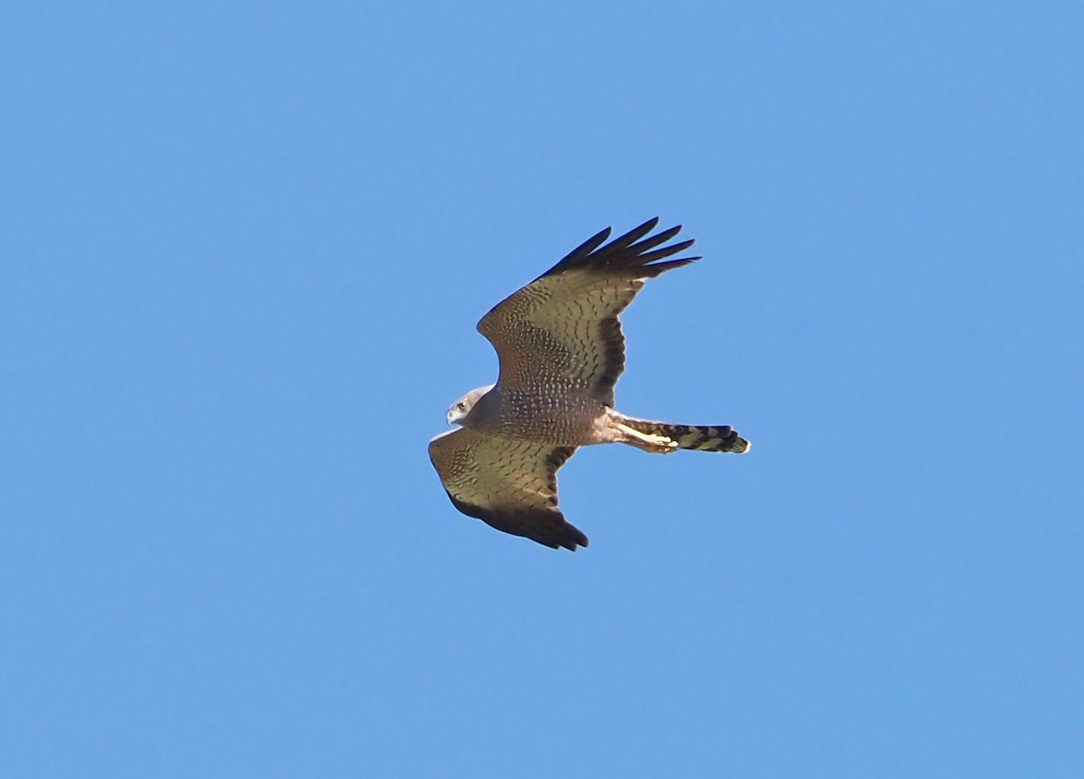 Spotted Harrier - ML620632493