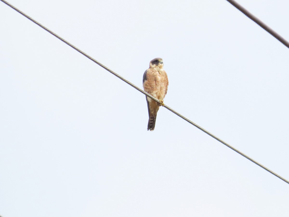 Australian Hobby - Regan Scheuber