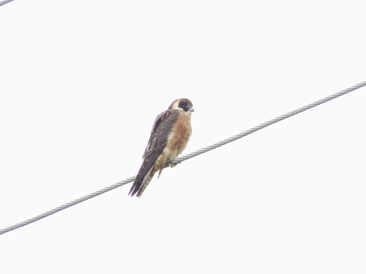 Australian Hobby - ML620632503