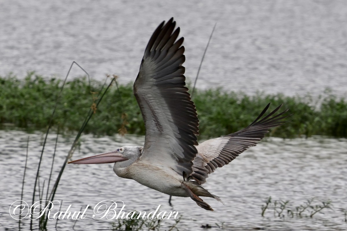 Spot-billed Pelican - ML620632506