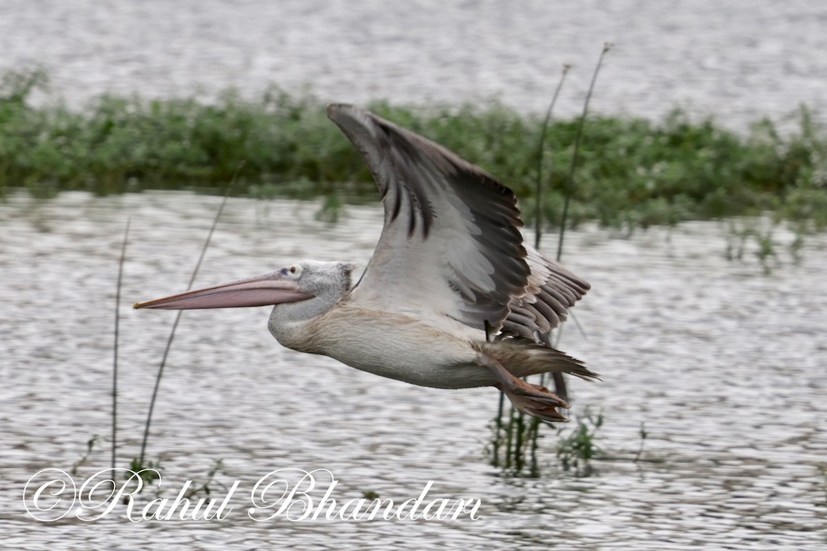 Spot-billed Pelican - Rahul Bhandari