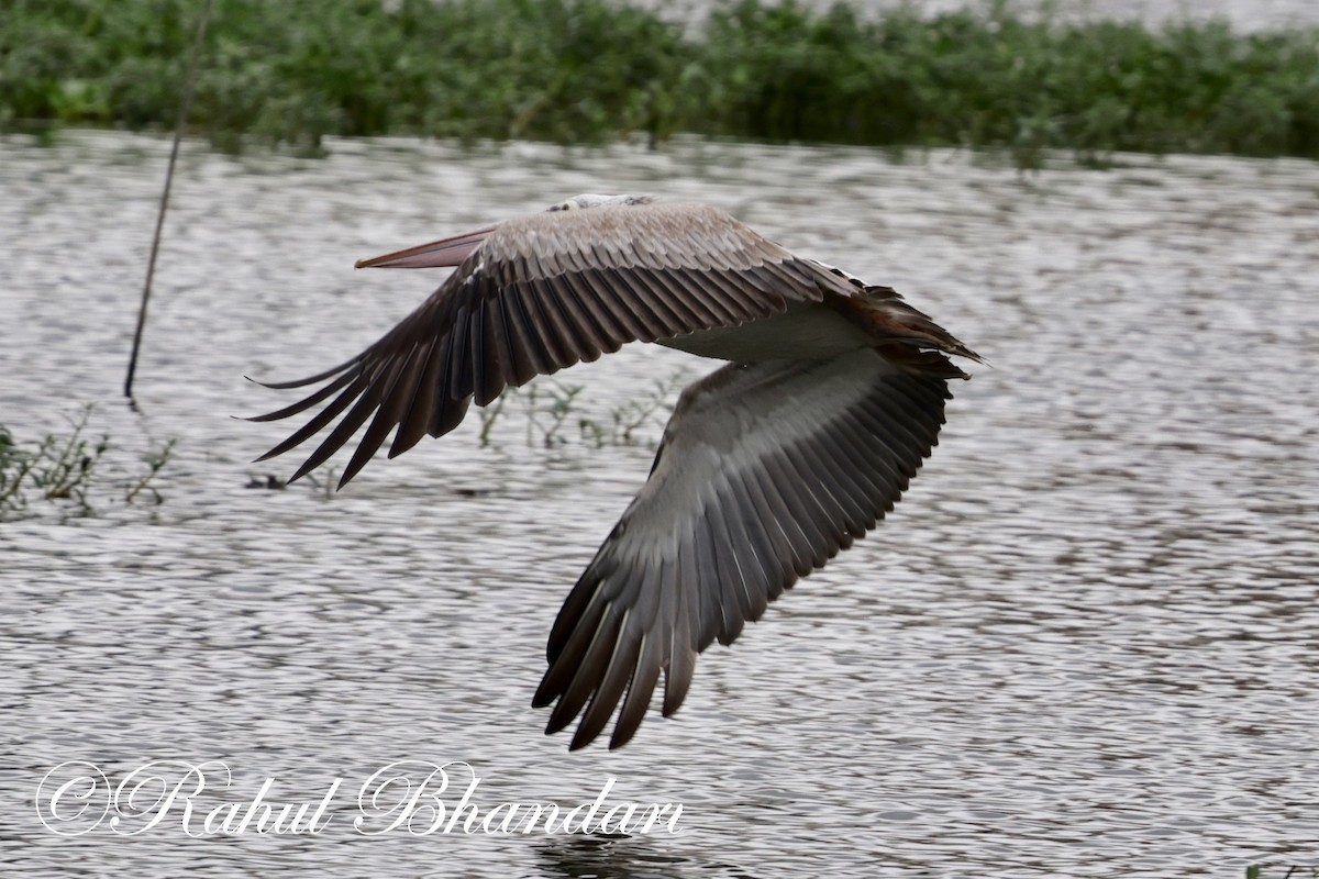 Spot-billed Pelican - ML620632508