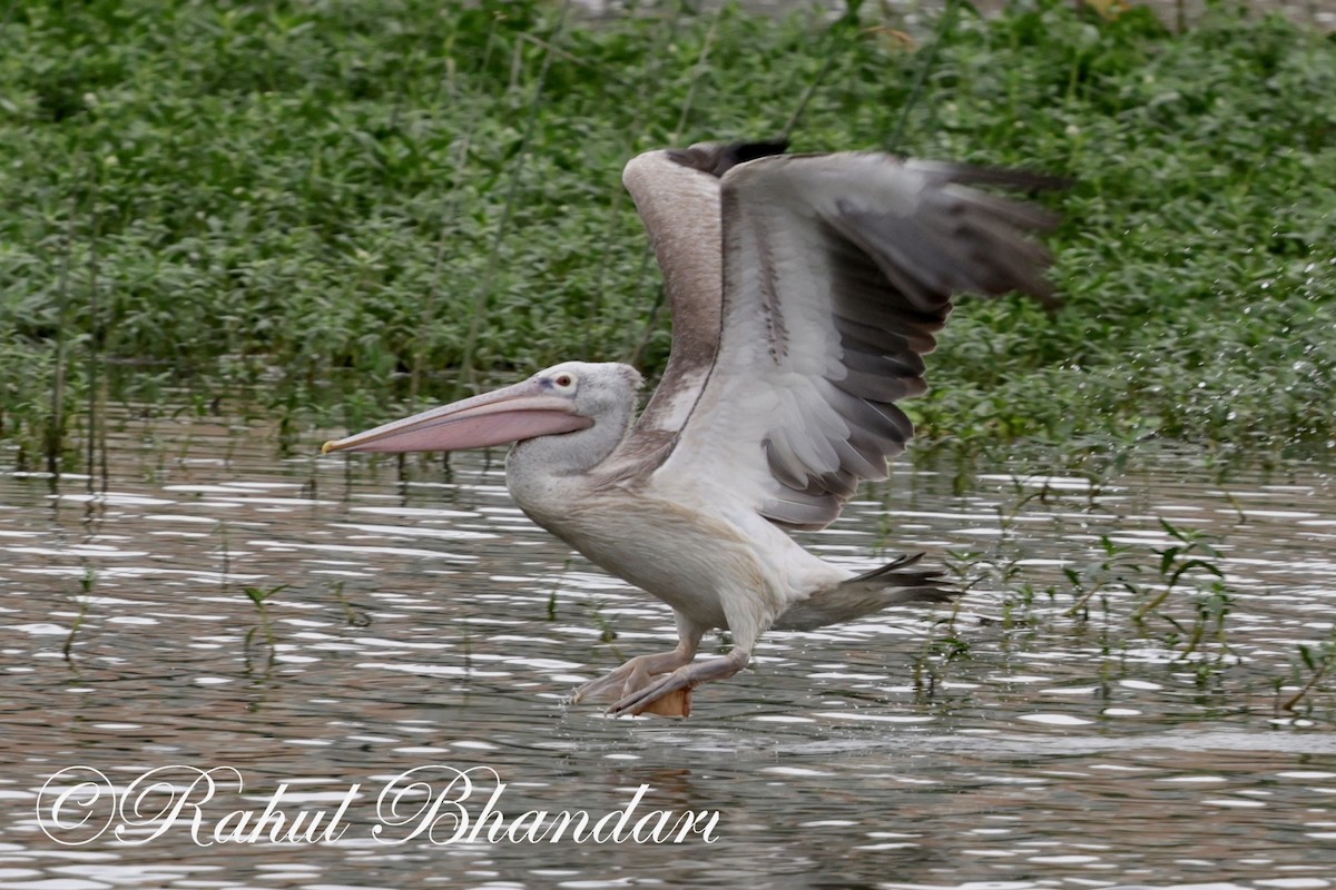 Spot-billed Pelican - ML620632511