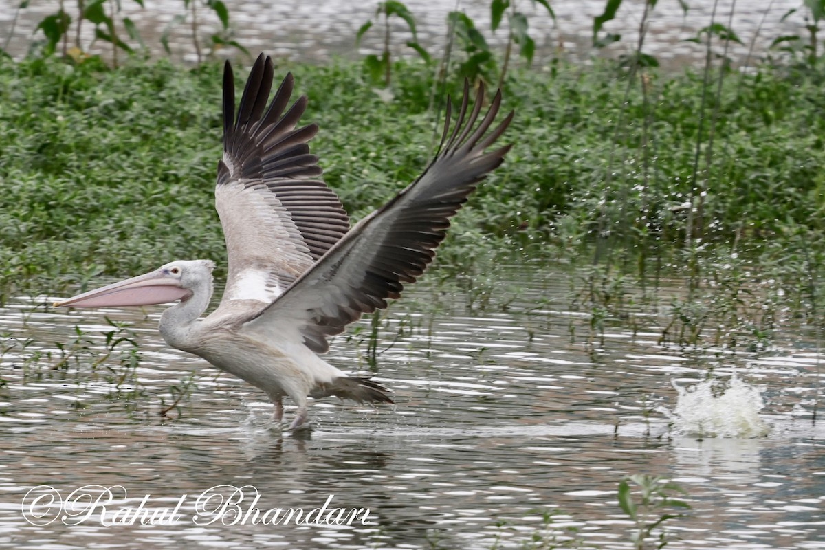 Spot-billed Pelican - ML620632513