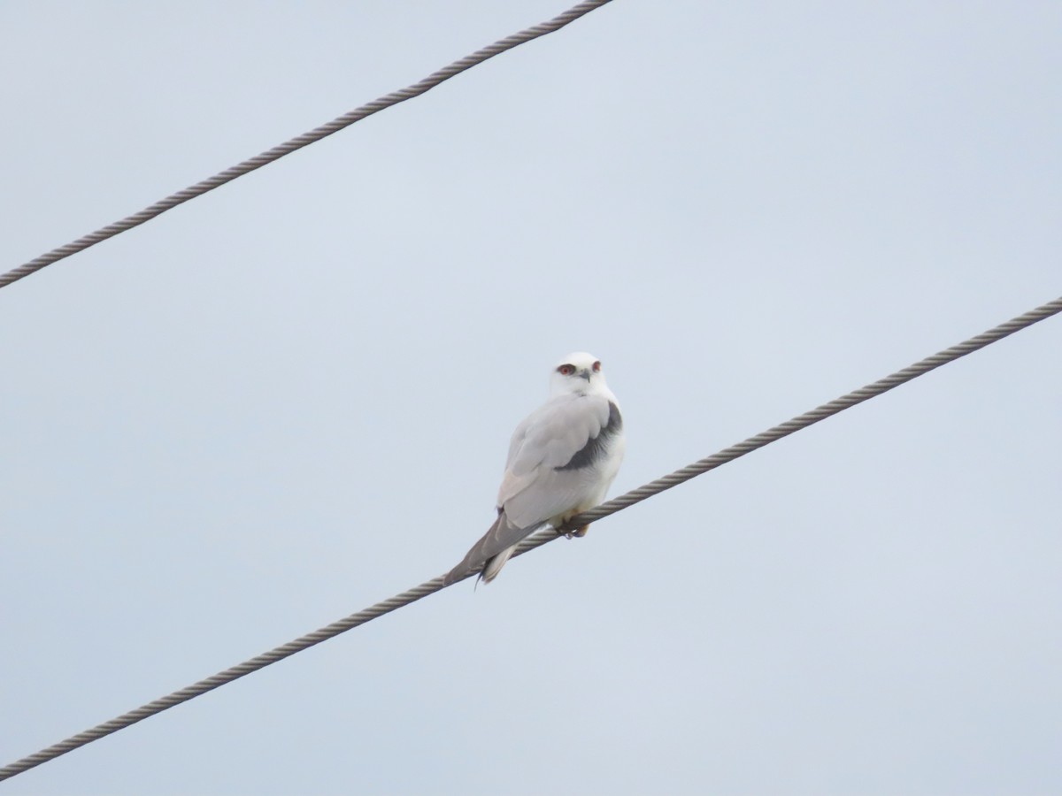 Black-shouldered Kite - ML620632516