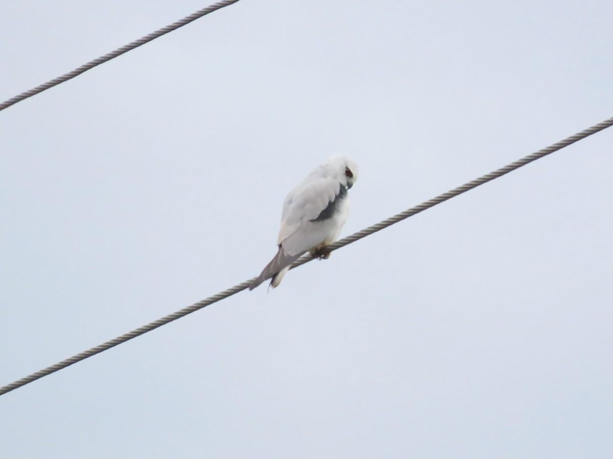 Black-shouldered Kite - ML620632518