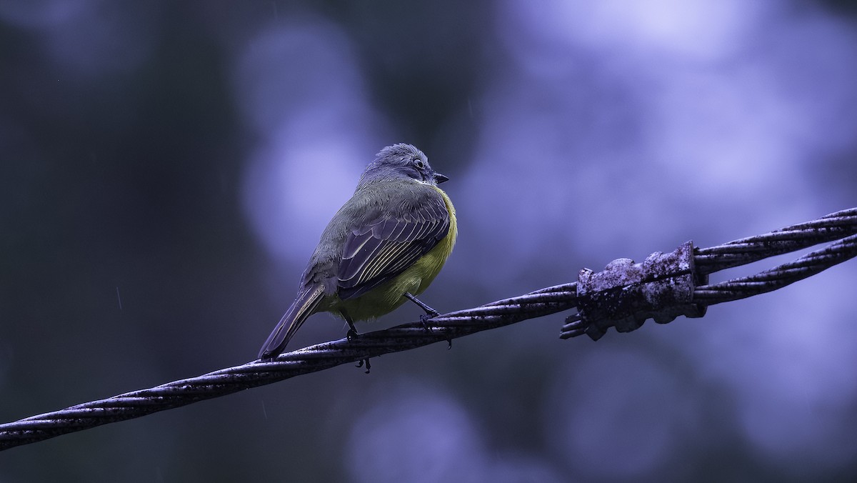 Gray-capped Flycatcher - ML620632521