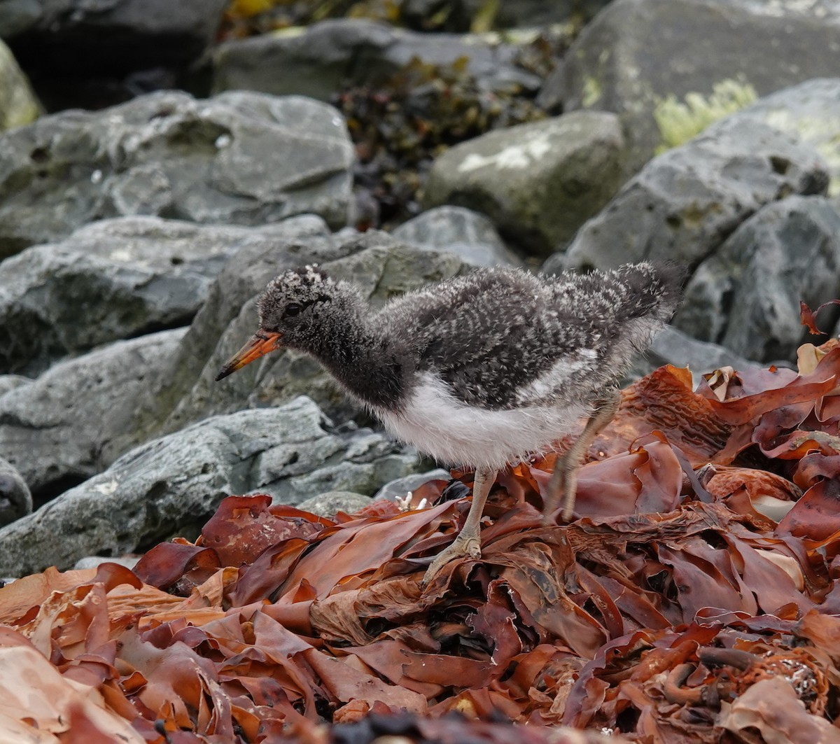 Eurasian Oystercatcher - ML620632524