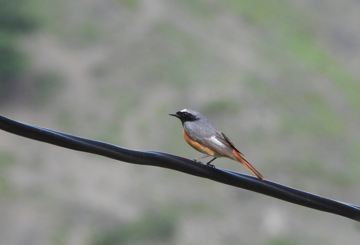 Common Redstart - Igor Gizatulin