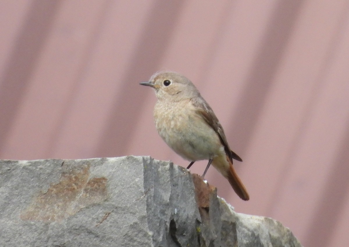 Common Redstart - ML620632527