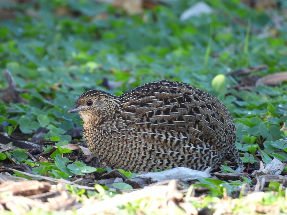 Brown Quail - ML620632529