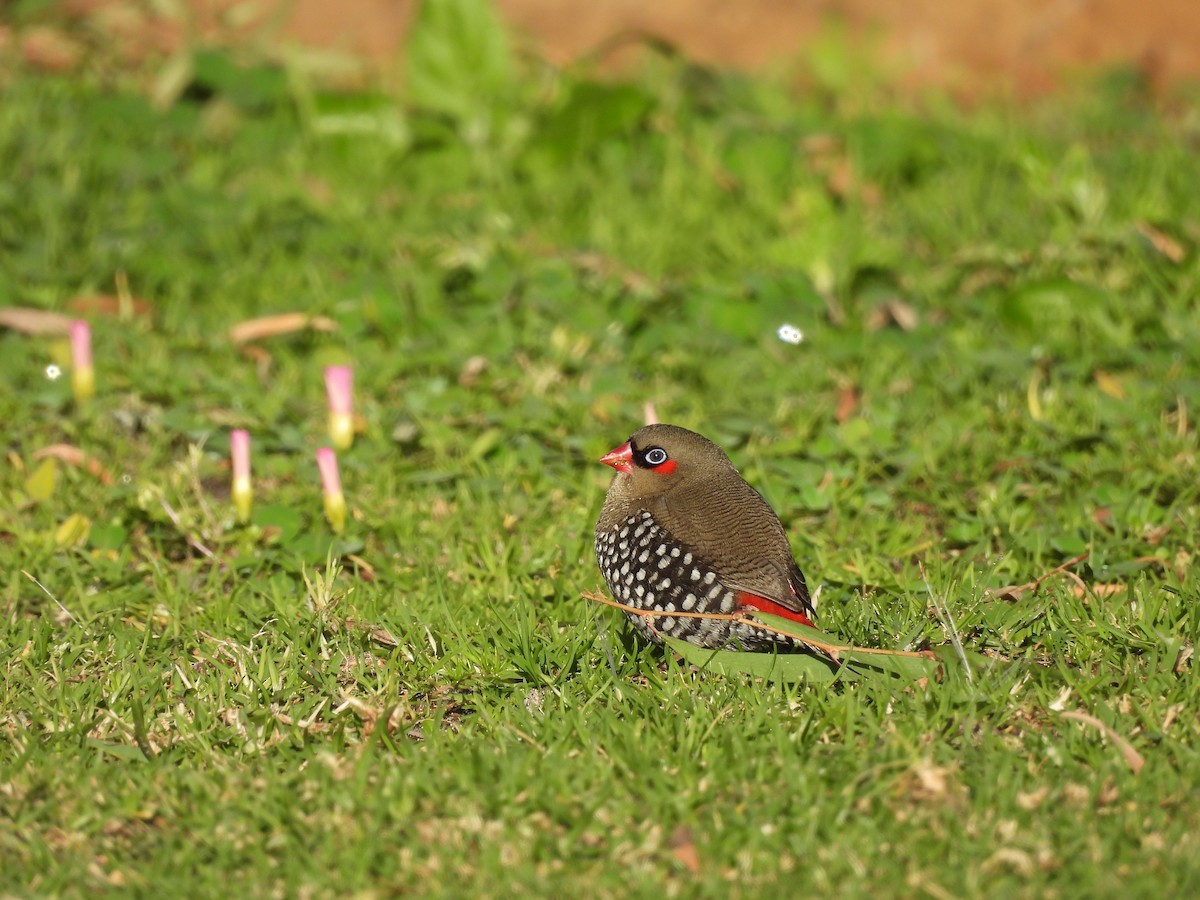 Red-eared Firetail - ML620632535