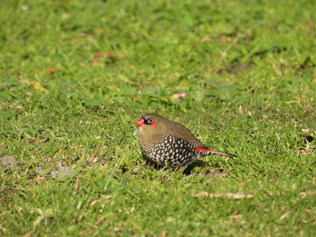 Red-eared Firetail - Chanith Wijeratne