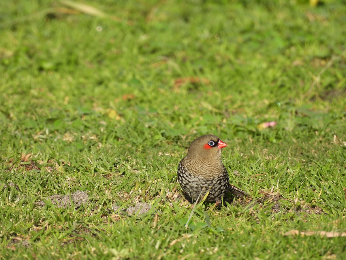 Red-eared Firetail - ML620632537