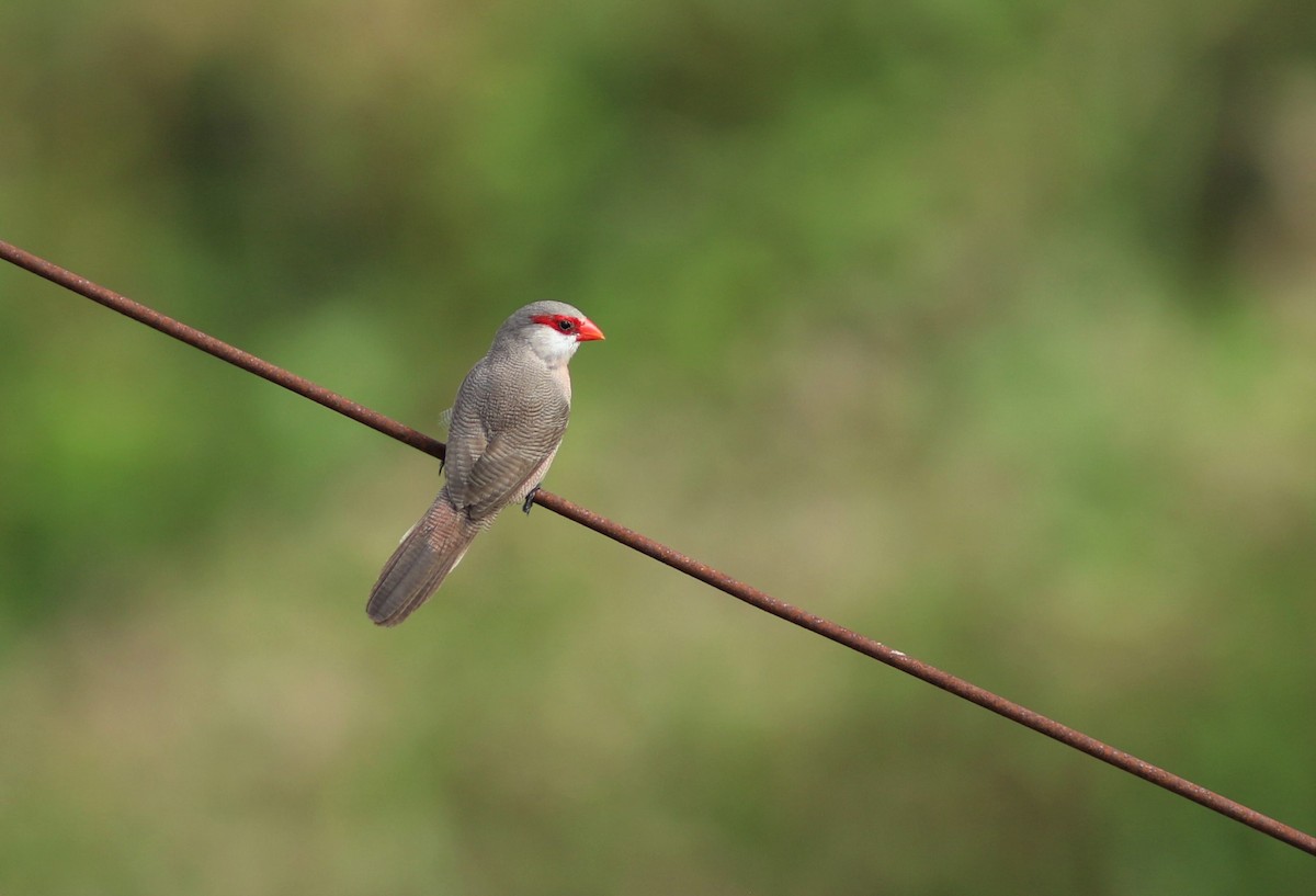 Common Waxbill - ML620632538