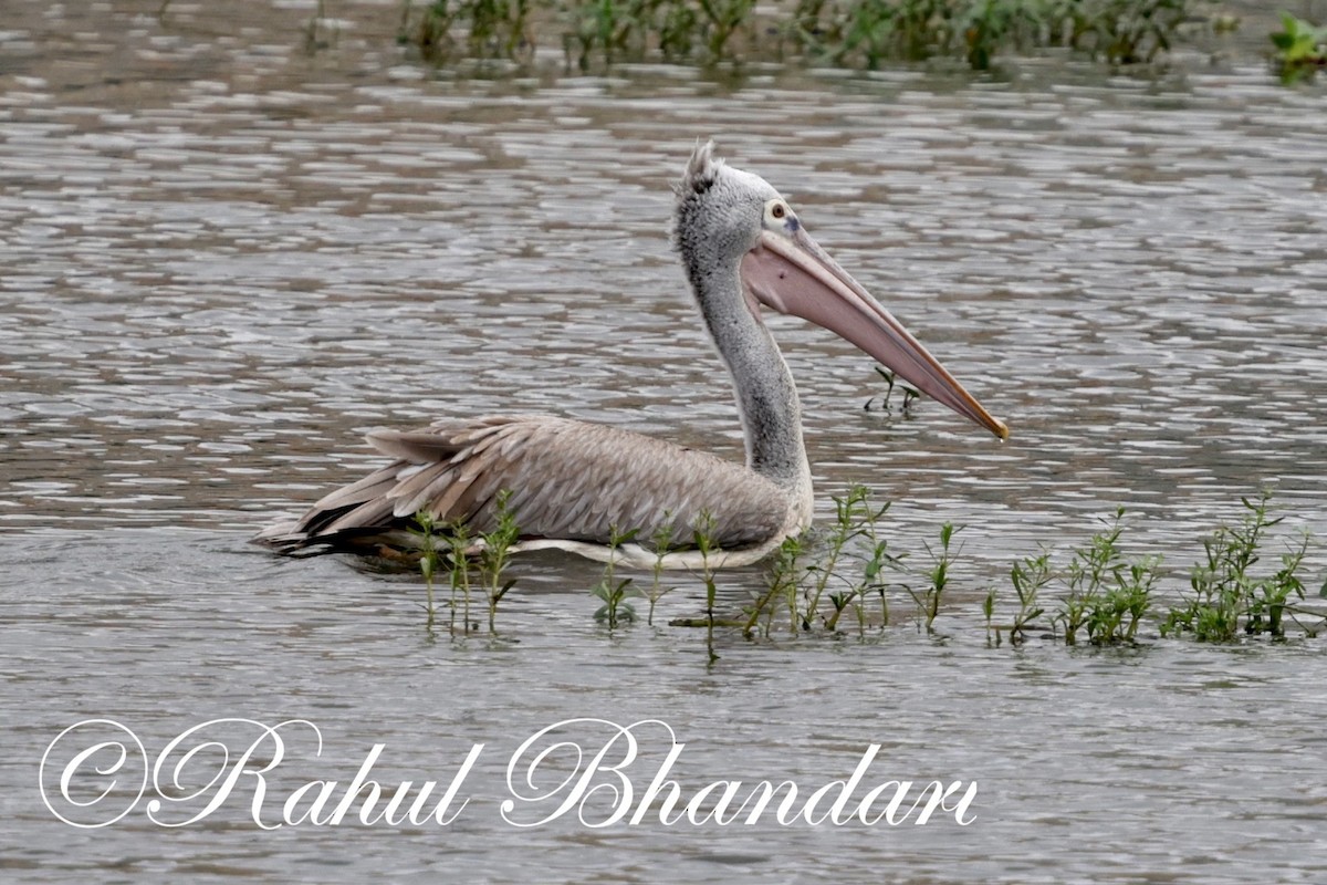 Spot-billed Pelican - Rahul Bhandari