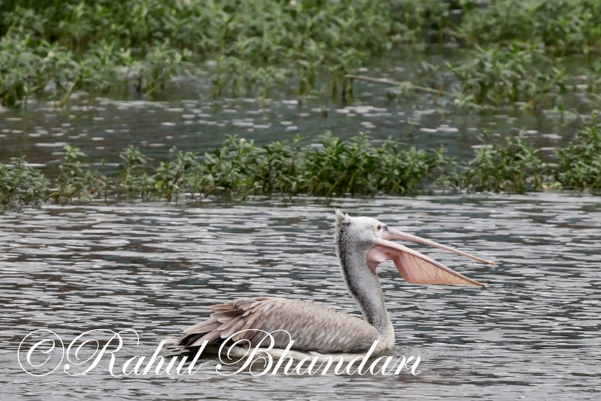 Spot-billed Pelican - ML620632542