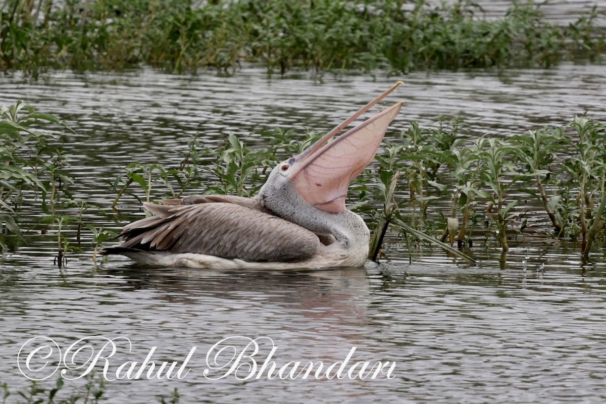 Spot-billed Pelican - ML620632544