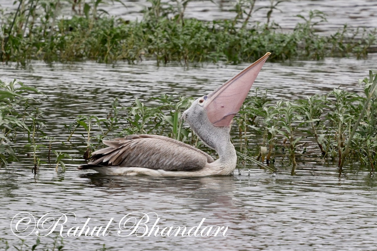 Spot-billed Pelican - ML620632546