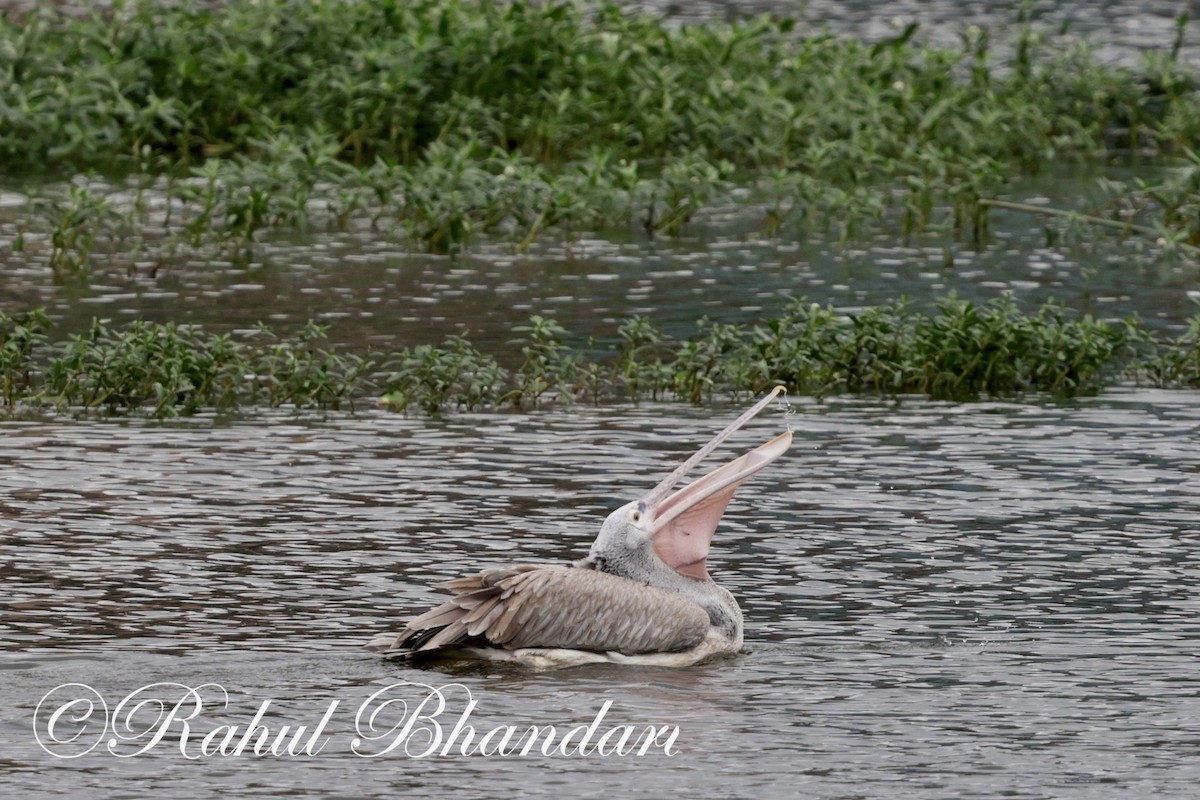 Spot-billed Pelican - ML620632547