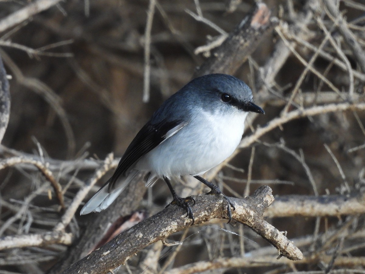 White-breasted Robin - ML620632550