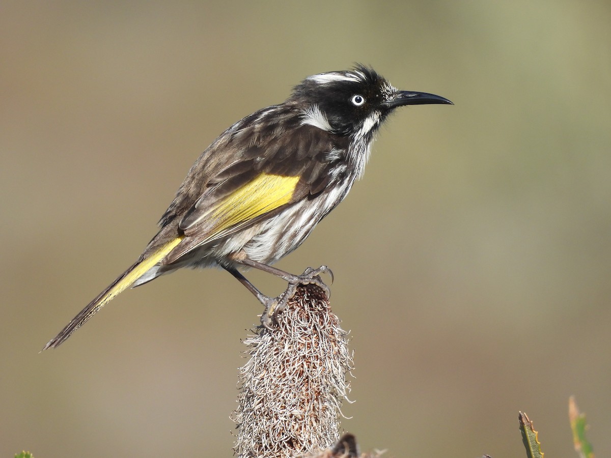 New Holland Honeyeater - ML620632551