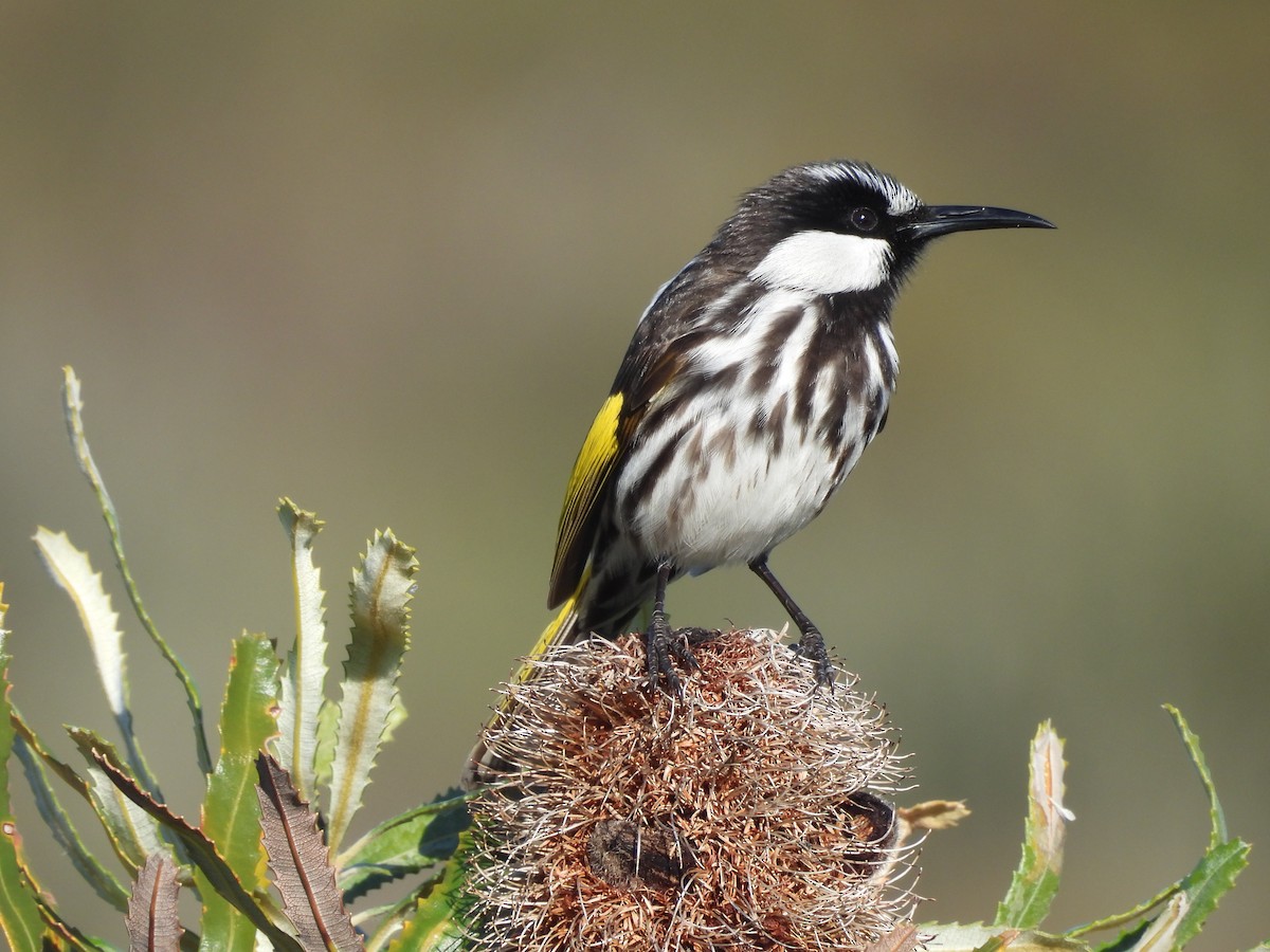 White-cheeked Honeyeater - ML620632554