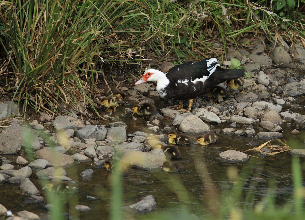 Muscovy Duck (Domestic type) - ML620632556