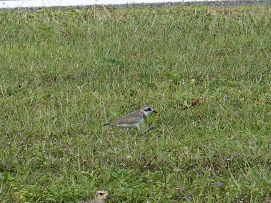 Siberian Sand-Plover - ML620632557