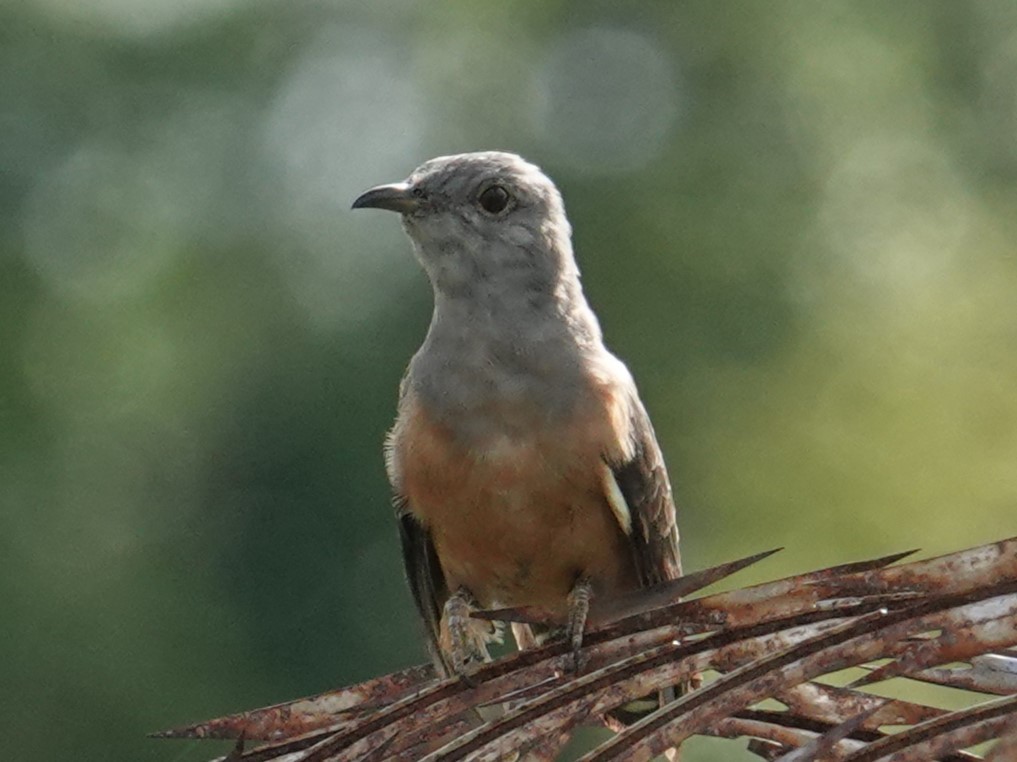 Brush Cuckoo (Manus) - ML620632560