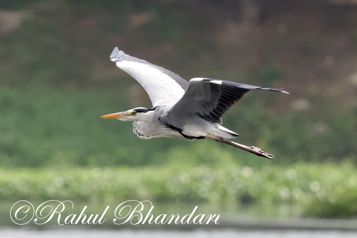 Gray Heron - ML620632565