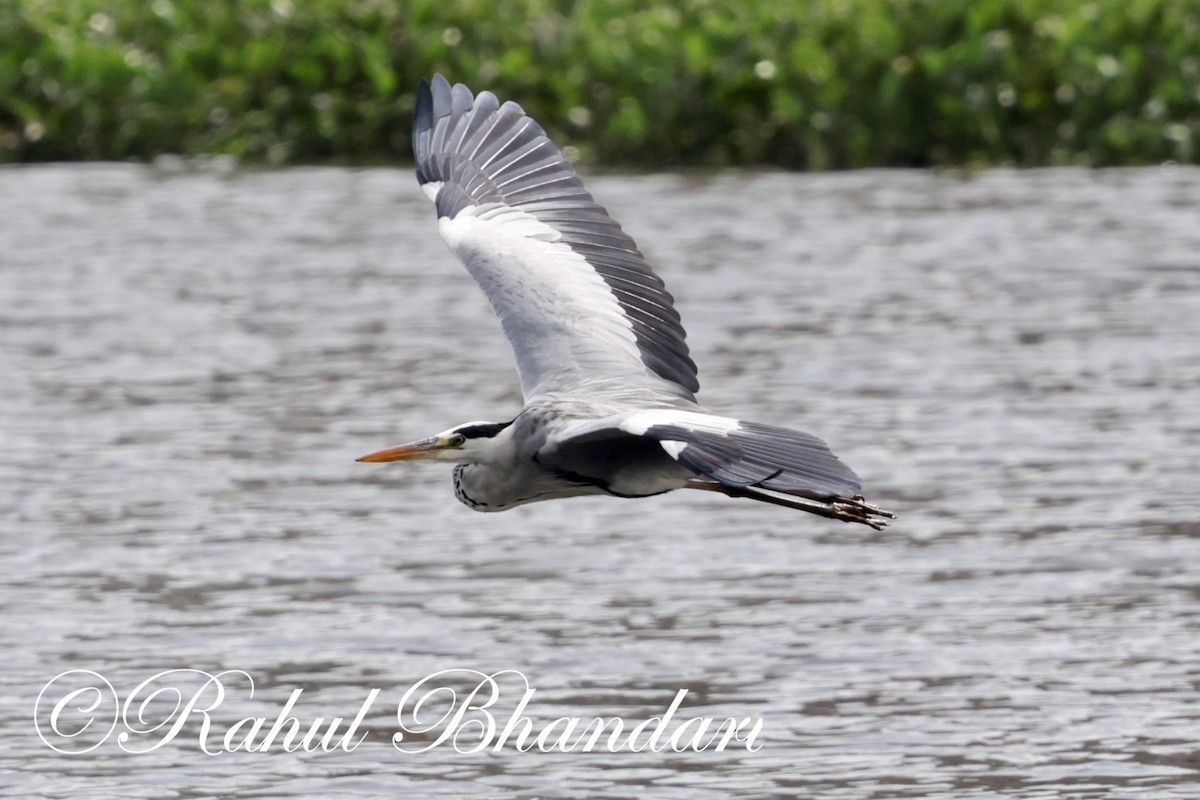 Gray Heron - ML620632570