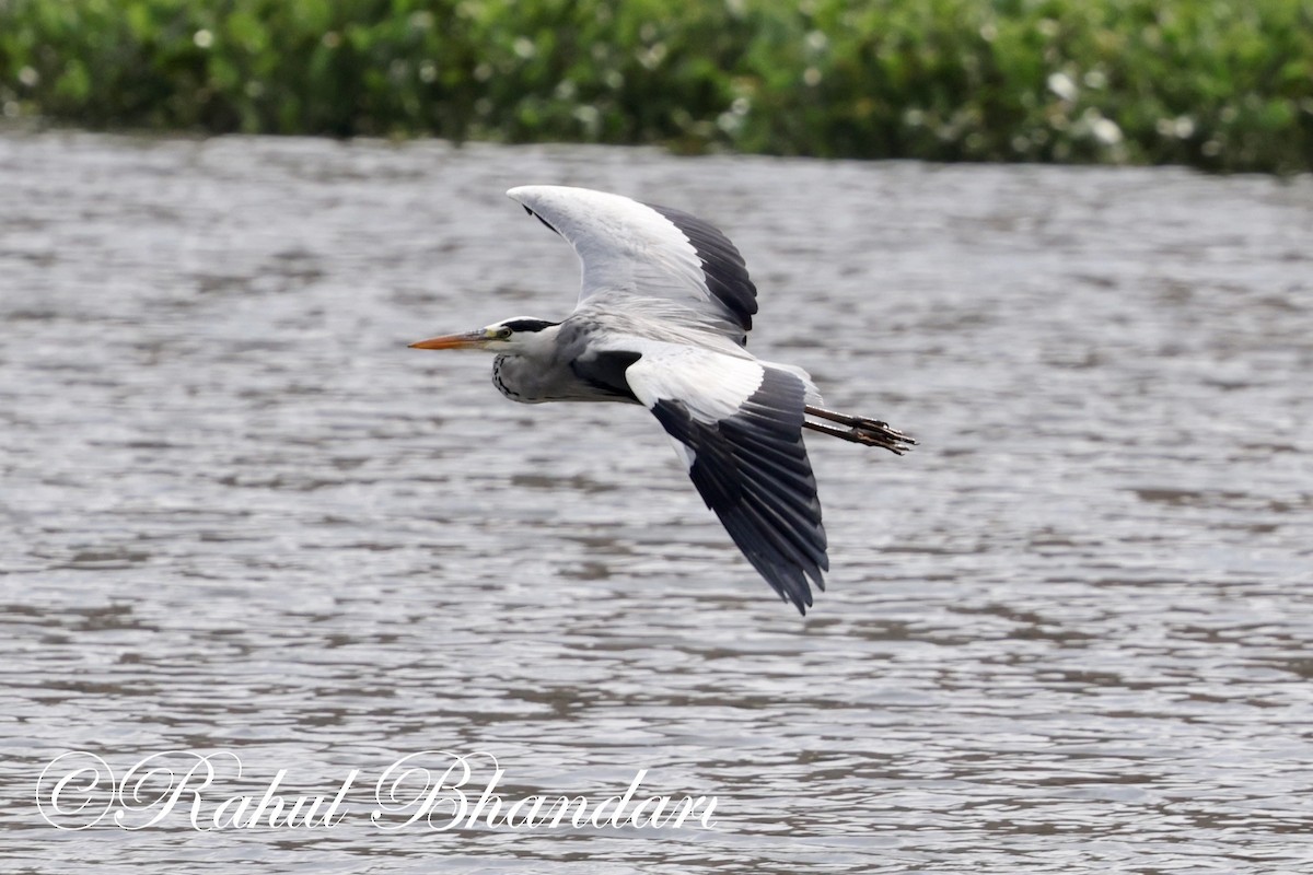 Gray Heron - ML620632571