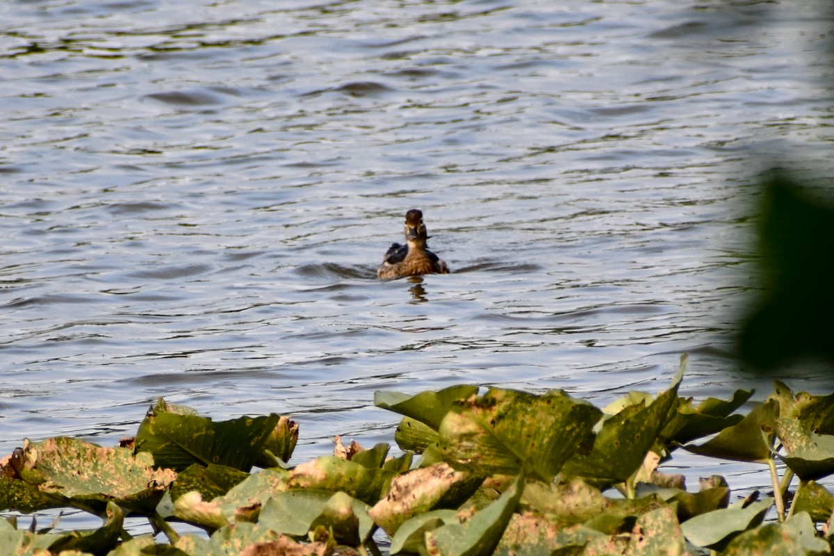 Wood Duck - ML620632575