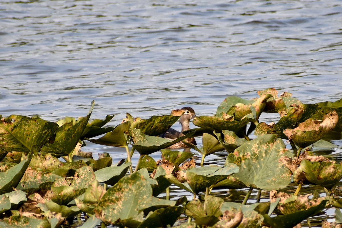 Wood Duck - ML620632577