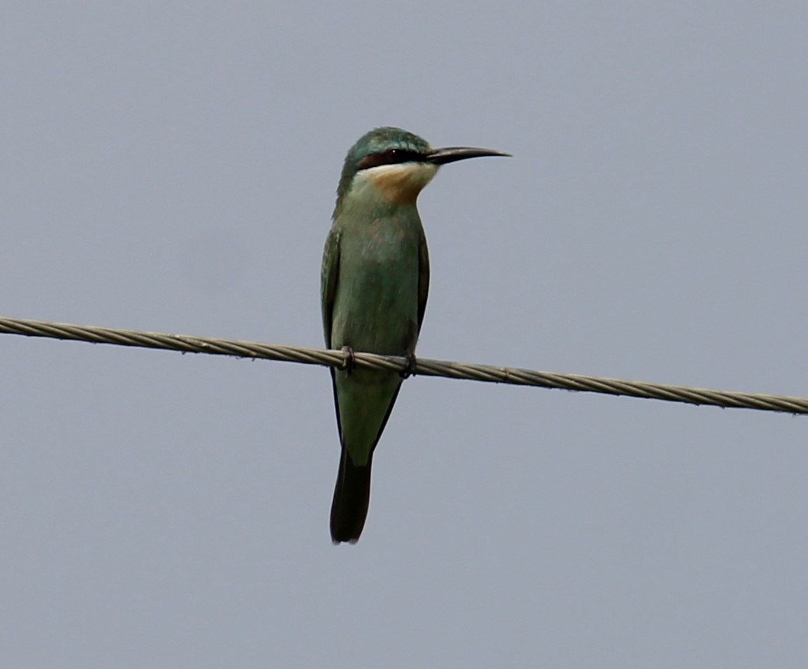 Blue-cheeked Bee-eater - ML620632579