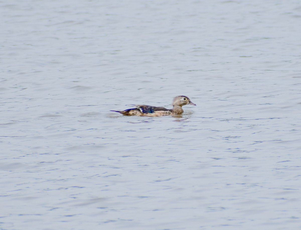 Wood Duck - ML620632582