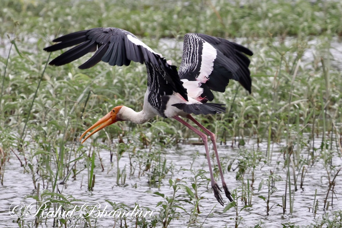 Painted Stork - ML620632585