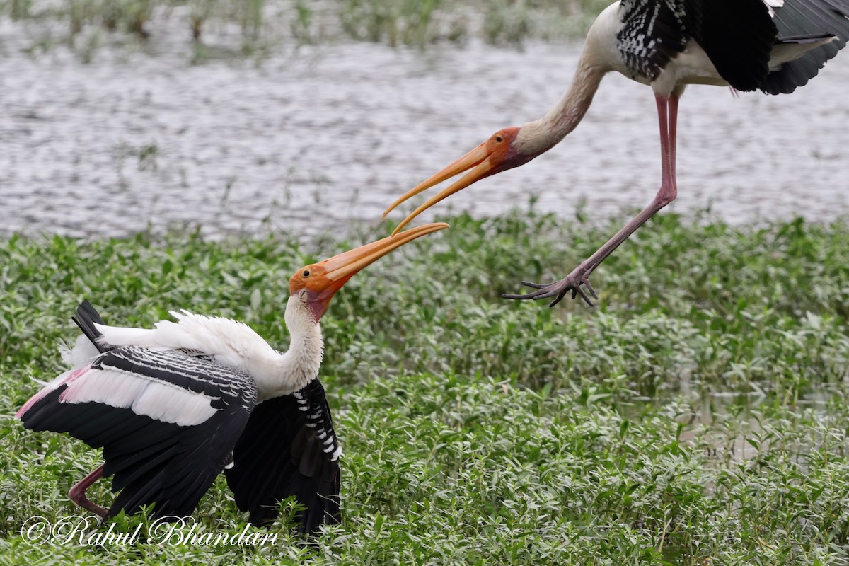 Painted Stork - ML620632588