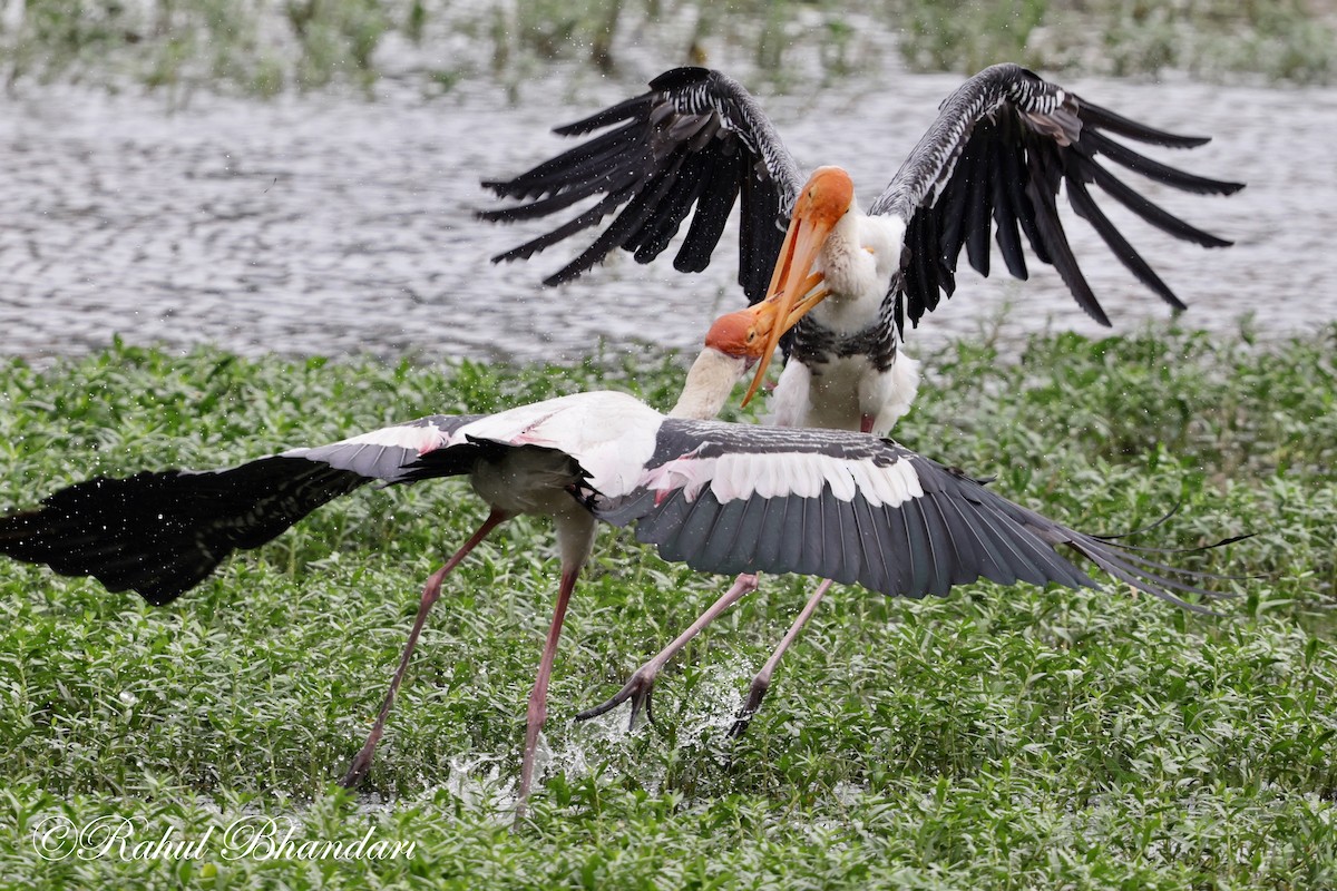 Painted Stork - ML620632589