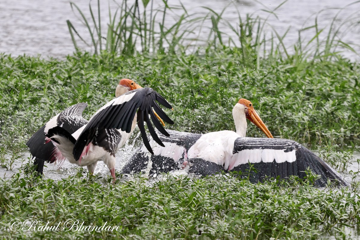 Painted Stork - ML620632593