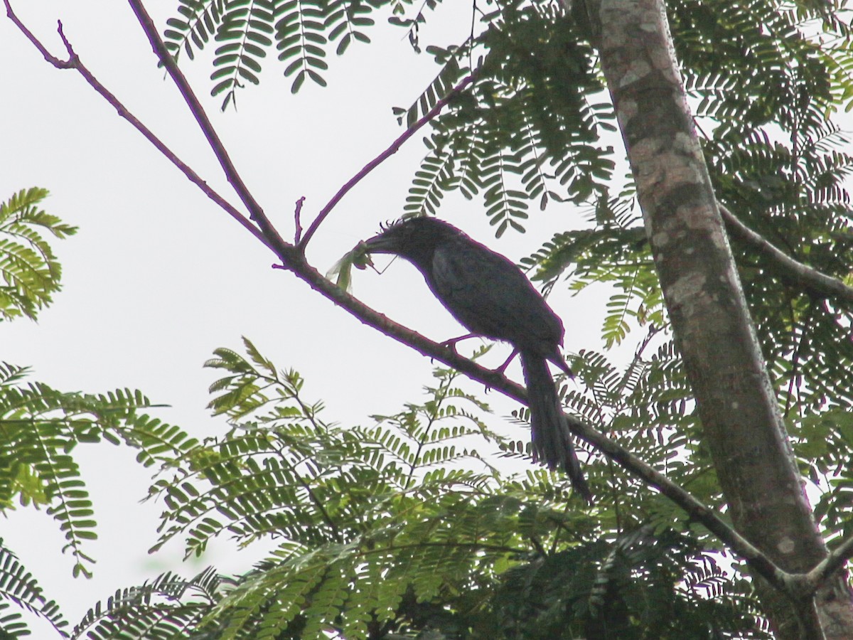 Greater Racket-tailed Drongo - ML620632597