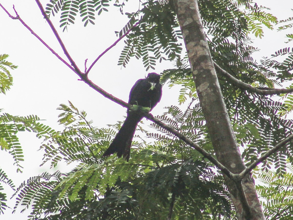 Greater Racket-tailed Drongo - ML620632598